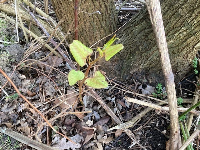 Japanese Knotweed Identification in 